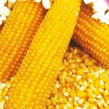 Кукурудза Попкорн 