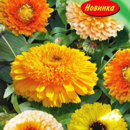Календула Каблуна смесь
