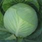 Капуста білоголова Валентина F1 (стандарт)