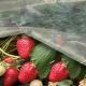 Агроволокно белое (плотность 23 г/м2) 