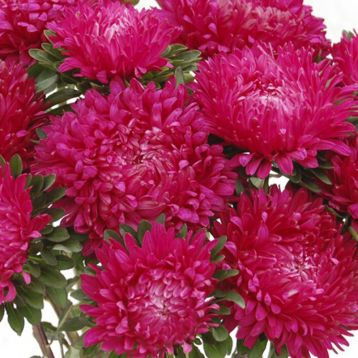 Астра Сиринга темно-малиновая