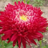 Айстра Шанхайська троянда кримсон