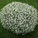 Гіпсофіла компактна Гіпсі біла