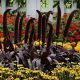 Просо декоративное (Пеннисетум) Миллет Пурпл Маджести