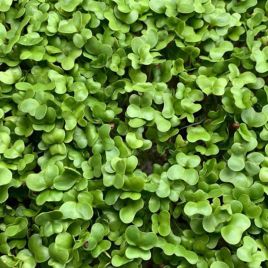 Турнепс насіння мікрозелені (Agrocity)