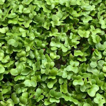 Турнепс насіння мікрозелені (Agrocity)