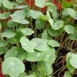 Мікрозелень (мікрогрін) настурції