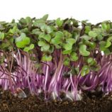 Микрозелень (микрогрин) капусты краснокочанной