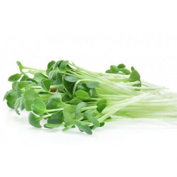 Микрозелень (микрогрин) люцерны