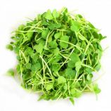Мікрозелень (мікрогрін) дайкона