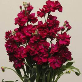 Левкой Кетс чери (chery)