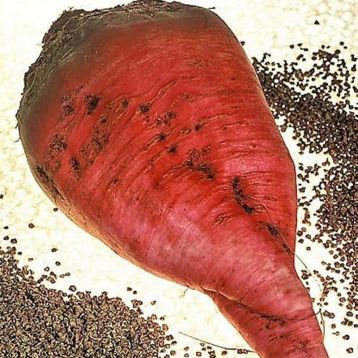 Буряк кормовий Червоний гігант