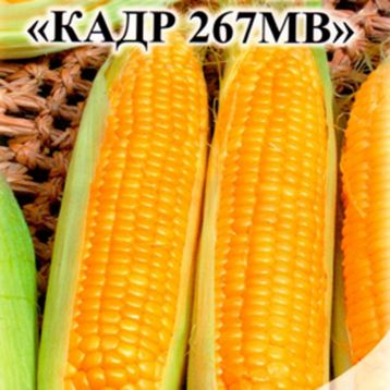Кукуруза кормовая Кадр 267 МВ