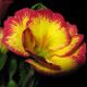 Примула Эмилия Yellow / Rose Edge