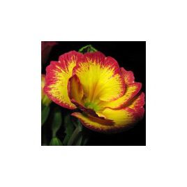 Примула Эмилия Yellow / Rose Edge