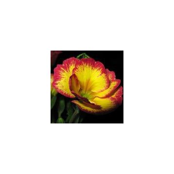 Примула Эмилия Yellow / Rose Edge