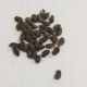 Огуречная трава Бораго семена (GL Seeds)
