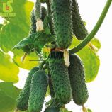 Огірок Азарт F1