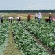 Капуста білоголова Артек F1