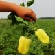 Перець солодкий Біла Зірка