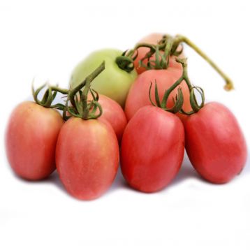 Томат Камелот (LS 1264) F1