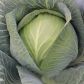Капуста білоголова Кентавр F1