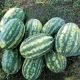 ЛС 1667 F1 (LS 1667 F1) семена арбуза раннего тип Кримсон Свит 8-12 кг (Lucky Seed)