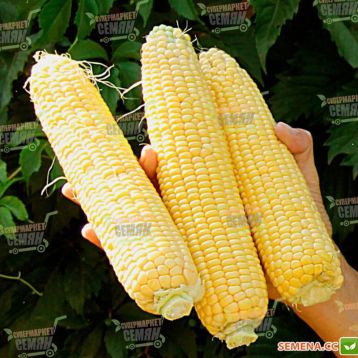 Кукуруза суперсладкая ЛС 889 (LS 899) F1
