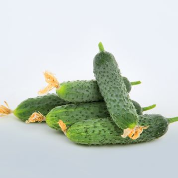 Огурец корнишон LS 1906 F1 