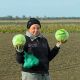 Супермаркет F1 семена капусты б/к поздней (калибр.) (Lucky Seed)