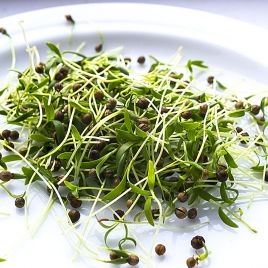Мікрозелень (мікрогрін) кінзи (коріандру)