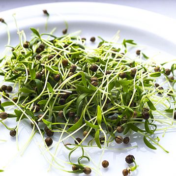 Мікрозелень (мікрогрін) кінзи (коріандру)