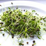 Мікрозелень (мікрогрін) кінзи (коріандру)