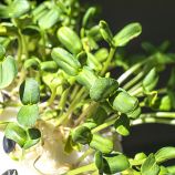 Микрозелень (микрогрин) подсолнуха