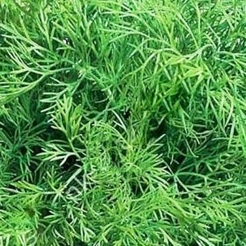 Укроп Скиф