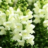 Антіррінум (лев’ячий зев) Потамак F1 ейворі вайт