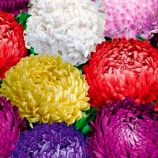 Астра Тауер