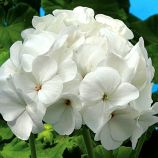 Пеларгонія Бланка F1 