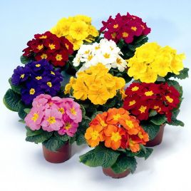 Примула Пионер F1 флейм микс