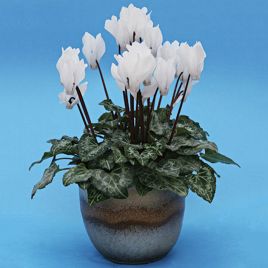 Цикламен мини Бригитта 