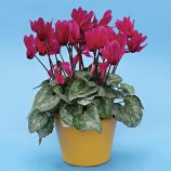 Цикламен міні Гільда