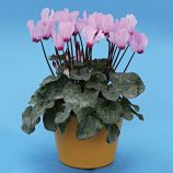 Цикламен міні Розмарі 