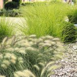 Перистощетинник (пеннисетум) лохматый