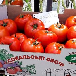 Томат Старбак F1 