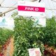 Томат Пінк Айді F1 рожевий (Pink ID F1)