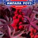 Імпала Роуз насіння клещевини (GL Seeds)