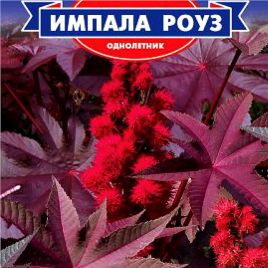 Імпала Роуз насіння клещевини (GL Seeds)