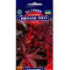 Імпала Роуз насіння клещевини (GL Seeds)