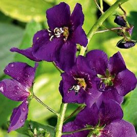 Вербаскум (Коровяк) (Verbascum) 