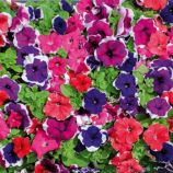Петунія грандіфлора Лімбо F1 суміш пікоте